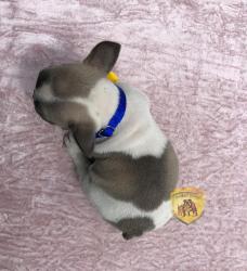 Click sobre la imagen para ampliarla