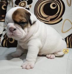 Click sobre la imagen para ampliarla