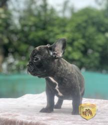 Click sobre la imagen para ampliarla