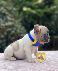 Click sobre la imagen para ampliarla