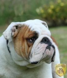 Click sobre la imagen para ampliarla