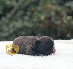 Click sobre la imagen para ampliarla