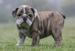 bulldog ingles
            


            