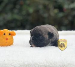 Click sobre la imagen para ampliarla