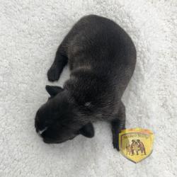 Click sobre la imagen para ampliarla