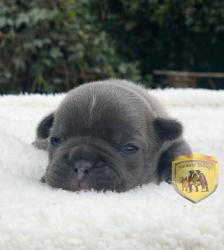 Click sobre la imagen para ampliarla