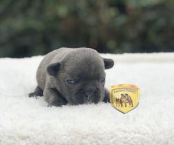 Click sobre la imagen para ampliarla