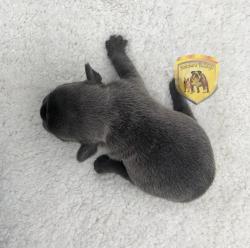 Click sobre la imagen para ampliarla