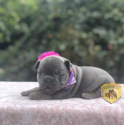 Click sobre la imagen para ampliarla