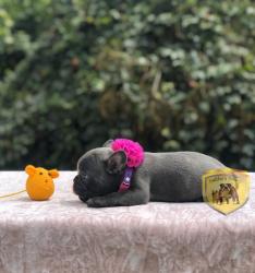 Click sobre la imagen para ampliarla