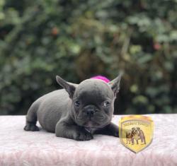 Click sobre la imagen para ampliarla