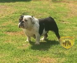 Click sobre la imagen para ampliarla