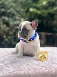 Click sobre la imagen para ampliarla