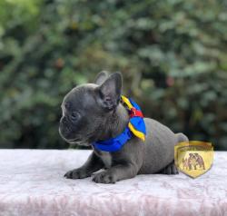 Click sobre la imagen para ampliarla