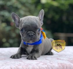 Click sobre la imagen para ampliarla