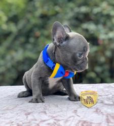 Click sobre la imagen para ampliarla