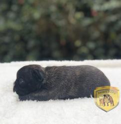 Click sobre la imagen para ampliarla