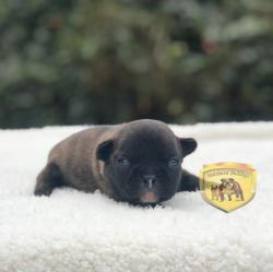 Click sobre la imagen para ampliarla