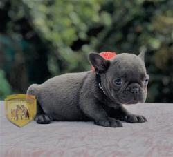 Click sobre la imagen para ampliarla