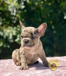 Click sobre la imagen para ampliarla