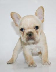 Click sobre la imagen para ampliarla