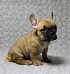 Click sobre la imagen para ampliarla