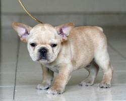 Click sobre la imagen para ampliarla