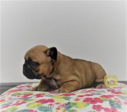 Click sobre la imagen para ampliarla