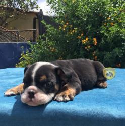 Click sobre la imagen para ampliarla