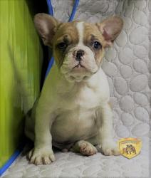 Click sobre la imagen para ampliarla