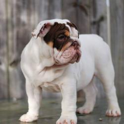 Click sobre la imagen para ampliarla