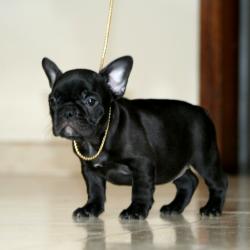 Click sobre la imagen para ampliarla