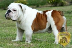 Click sobre la imagen para ampliarla