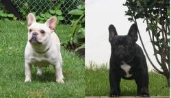 proximas camadas y cachorros de bulldog frances para la venta 

            


            