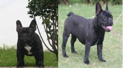 proximos Cachorros y camadas de Bulldog frances para la venta 


            


            