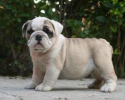 Click sobre la imagen para ampliarla