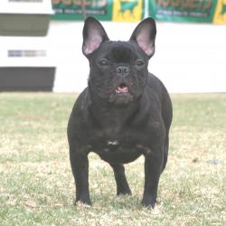 Bulldog francés hija de SIMON CHICAMOCHA LESABULLDOGS