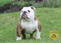 Click sobre la imagen para ampliarla