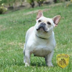 Click sobre la imagen para ampliarla