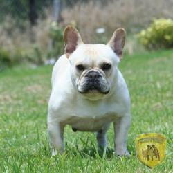 Click sobre la imagen para ampliarla