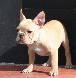 Click sobre la imagen para ampliarla