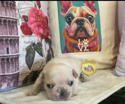 Click sobre la imagen para ampliarla