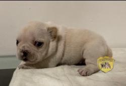 Click sobre la imagen para ampliarla