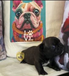 Click sobre la imagen para ampliarla