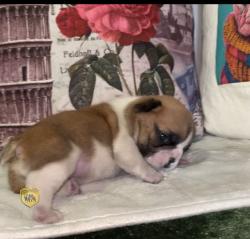 Click sobre la imagen para ampliarla