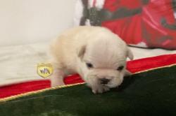 Click sobre la imagen para ampliarla