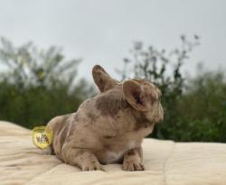 Click sobre la imagen para ampliarla