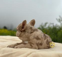 Click sobre la imagen para ampliarla