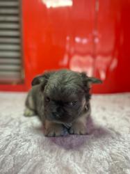 Click sobre la imagen para ampliarla