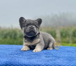 Click sobre la imagen para ampliarla